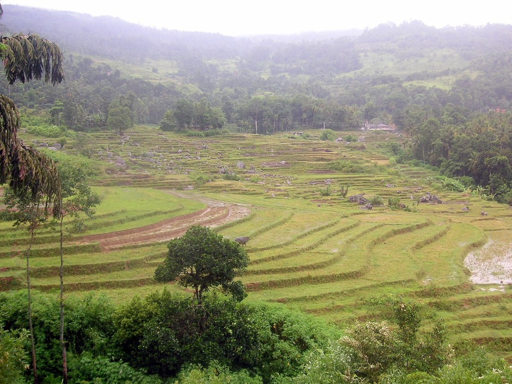 スリランカ山間部の棚田